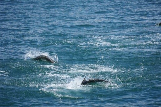 Tarpon Fishing in St. Petersburg, Florida