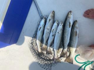 Speckled Trout Fishing in Pensacola, Florida