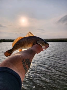 Redfish Fishing in Yscloskey, Louisiana