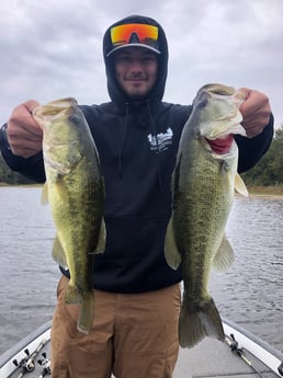 Largemouth Bass fishing in Lake Fork, Texas