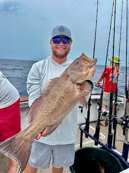 Scamp Grouper Fishing in Orange Beach, Alabama