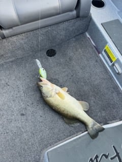 Fishing in Lufkin, Texas