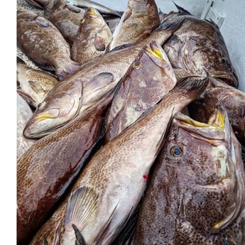 Scamp Grouper Fishing in Orange Beach, Alabama