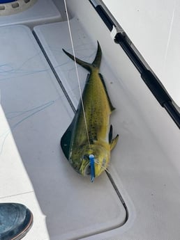 Fishing in Marathon, Florida