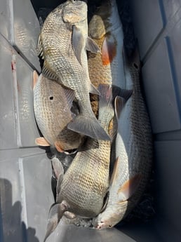 Fishing in Ingleside, Texas