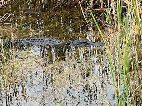 Fishing in Weston, Florida