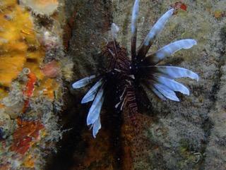 Fishing in Miami, Florida