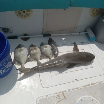 Black Seabass, Cobia, Triggerfish Fishing in St. Marys, Georgia