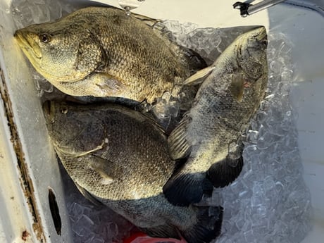 Fishing in Buras, Louisiana