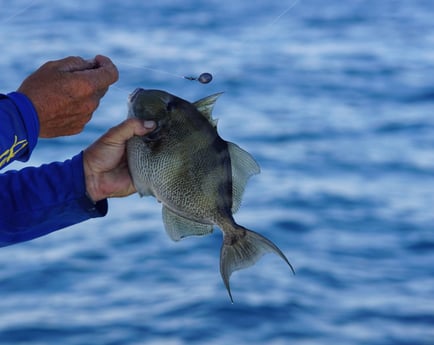 Fishing in Orange Beach, Alabama