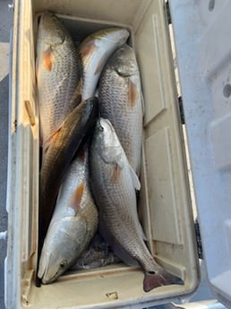 Redfish Fishing in Rockport, Texas