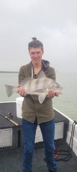 Black Drum Fishing in Port Isabel, Texas