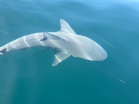 Fishing in Shalimar, Florida