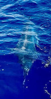 Fishing in Hatteras, North Carolina