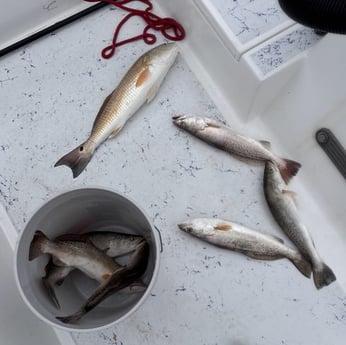 Fishing in Weslaco, Texas