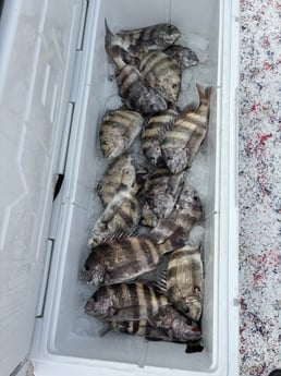 Fishing in Corpus Christi, Texas