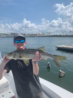 Snook Fishing in Tampa, Florida
