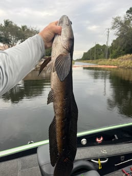 Clown Knifefish Fishing in Boca Raton, Florida