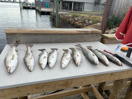 Fishing in Houston, Texas