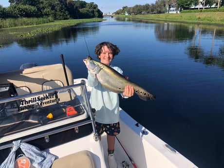 Clown Knifefish Fishing in Marathon, Florida