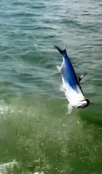 Fishing in Marco Island, Florida