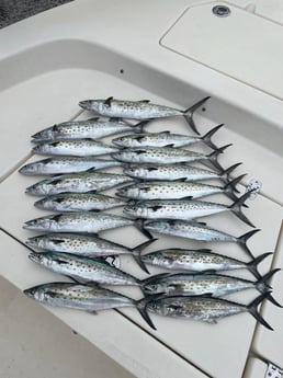 Spanish Mackerel Fishing in Santa Rosa Beach, Florida, USA