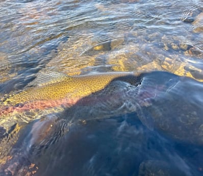 Rainbow Trout Fishing in Hume, California