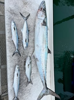 Fishing in Wellington, Florida