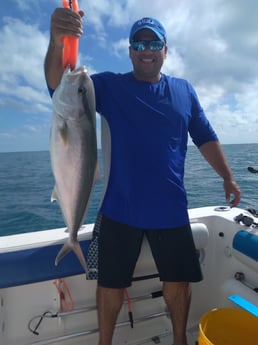 Amberjack fishing in Clearwater, Florida