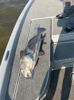 Black Drum Fishing in Boothville-Venice, LA, USA
