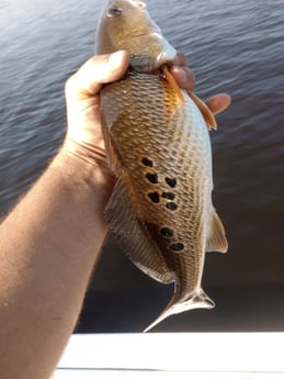 Fishing in Boca Grande, Florida