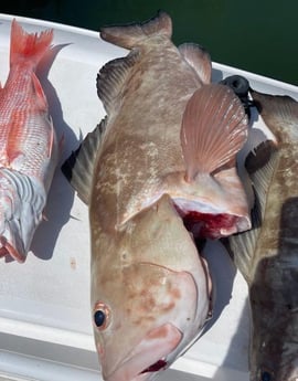 Red Grouper, Red Snapper Fishing in Clearwater, Florida