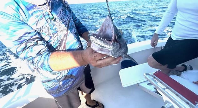 Spanish Mackerel Fishing in Pompano Beach, Florida