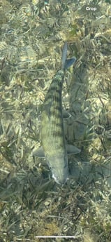 Fishing in Islamorada, Florida