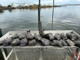 Black Drum, Sheepshead Fishing in Biloxi, Mississippi