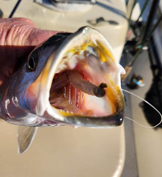 Speckled Trout / Spotted Seatrout Fishing in Trails End Road, Wilmington, N, North Carolina