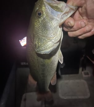 Largemouth Bass Fishing in Briarcliff, Texas