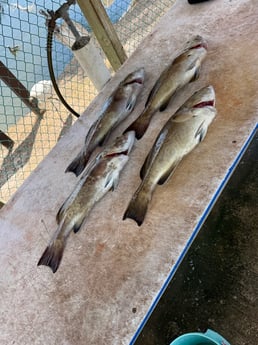 Fishing in Tampa, Florida