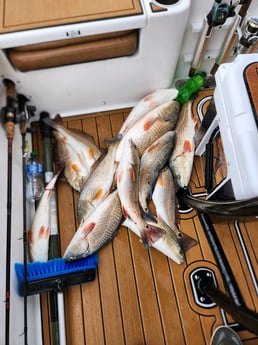 Redfish Fishing in Yscloskey, Louisiana