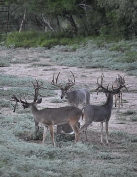 Fishing in McAllen, Texas