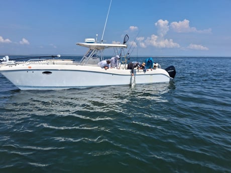 Tarpon Fishing in Fernandina Beach, Florida