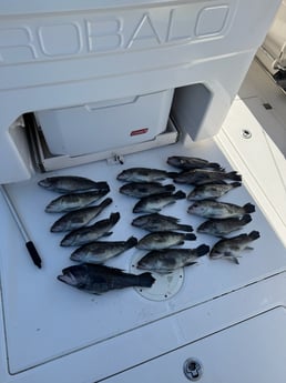 Fishing in North Charleston, South Carolina