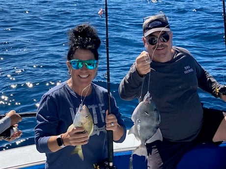 Scup / Porgy, Triggerfish Fishing in West Palm Beach, Florida