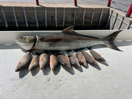 Fishing in Summerland Key, Florida