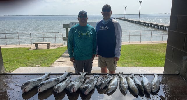 Black Drum, Hammerhead Shark, Speckled Trout / Spotted Seatrout fishing in Palacios, Texas