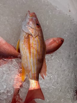 Fishing in Santa Rosa Beach, Florida