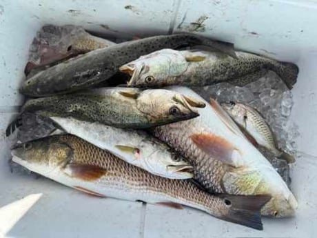 Fishing in Panama City, Florida