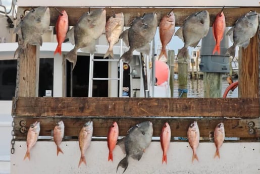 Bream, Triggerfish, Vermillion Snapper fishing in Destin, Florida