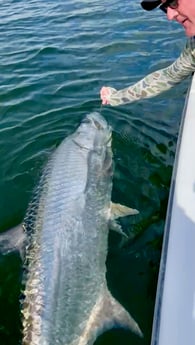 Tarpon Fishing in Miami Beach, Florida