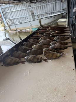 Fishing in Buras, Louisiana